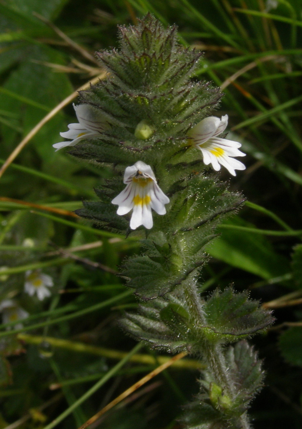 Euphrasia hirtella / Eufrasia pelosetta